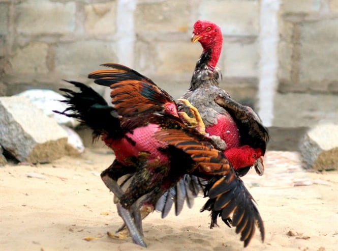 Kinh nghiem truyen thu cho nguoi choi ca cuoc da ga online