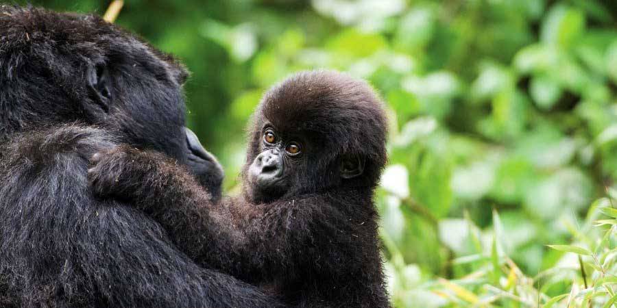 Nằm mơ thấy đười ươi đánh con gì và điềm báo gì?