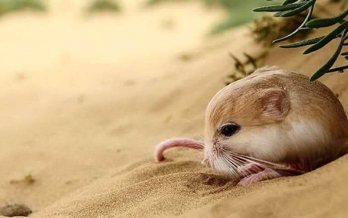 Nằm mơ thấy chuột đánh con gì và điềm báo gì?