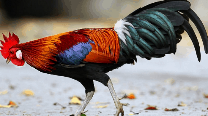 Hóa giải giấc mơ thấy gà trống? Nên đánh con gì ăn chắc?